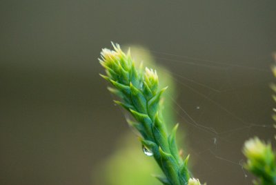 Sequoiadendron giganteum 'Bultnick Yellow' - sekvojovec obrovský - jehlice jaro